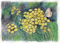 Vrati